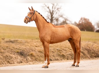 Hanoverian, Gelding, 5 years, 17,3 hh, Chestnut-Red