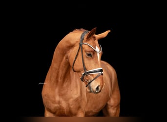 Hanoverian, Gelding, 5 years, 17,3 hh, Chestnut-Red
