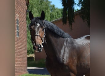 Hanoverian, Gelding, 5 years, 18 hh, Smoky-Black