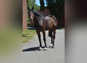 Hanoverian, Gelding, 5 years, 18 hh, Smoky-Black