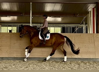 Hanoverian, Gelding, 5 years, 18,2 hh, Brown