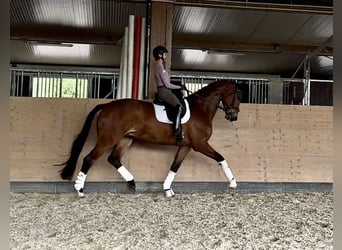 Hanoverian, Gelding, 5 years, 18,2 hh, Brown