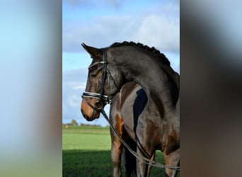 Hanoverian, Gelding, 5 years, Bay-Dark
