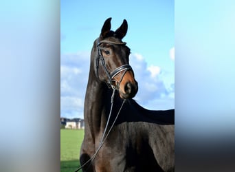 Hanoverian, Gelding, 5 years, Bay-Dark