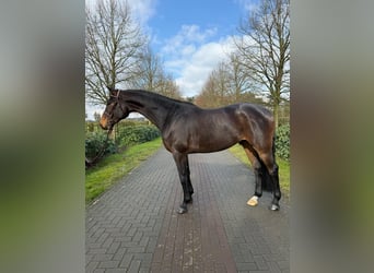 Hanoverian, Gelding, 5 years, Bay-Dark