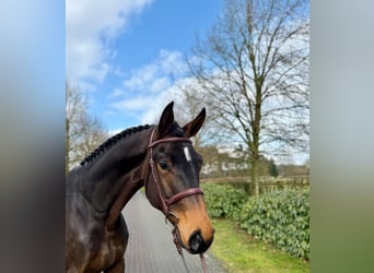 Hanoverian, Gelding, 5 years, Bay-Dark