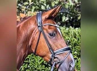 Hanoverian, Gelding, 5 years, Chestnut-Red