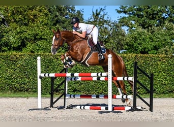 Hanoverian, Gelding, 5 years, Chestnut-Red
