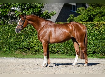 Hanoverian, Gelding, 5 years, Chestnut-Red