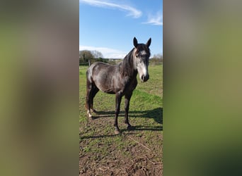 Hanoverian Mix, Gelding, 5 years