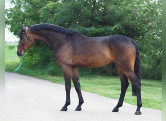 Hanoverian, Gelding, 5 years