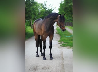 Hanoverian, Gelding, 5 years