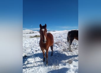 Hanoverian Mix, Gelding, 5 years