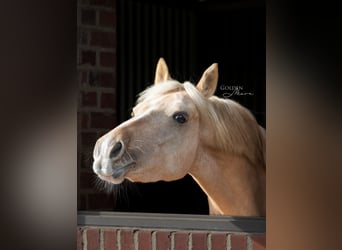 Hanoverian, Gelding, 6 years, 14,1 hh, Palomino