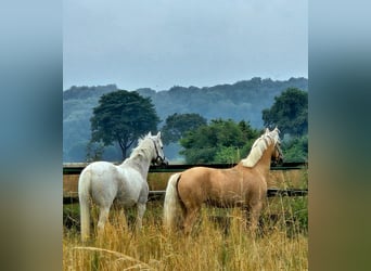 Hanoverian, Gelding, 6 years, 14,1 hh, Palomino