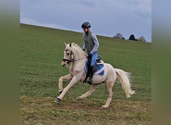 Hanoverian, Gelding, 6 years, 14,1 hh, Palomino