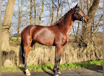 Hanoverian, Gelding, 6 years, 15,1 hh, Brown