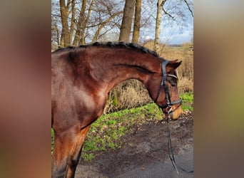 Hanoverian, Gelding, 6 years, 15,1 hh, Brown