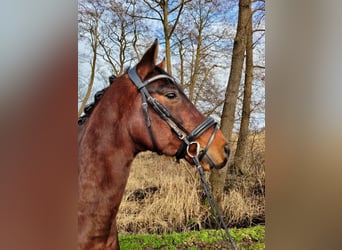 Hanoverian, Gelding, 6 years, 15,1 hh, Brown