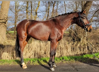 Hanoverian, Gelding, 6 years, 15,1 hh, Brown