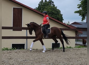 Hanoverian, Gelding, 6 years, 15,1 hh, Brown