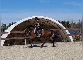 Hanoverian, Gelding, 6 years, 15,1 hh, Brown