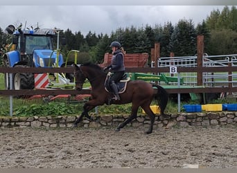 Hanoverian, Gelding, 6 years, 15,1 hh, Brown