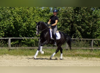 Hanoverian, Gelding, 6 years, 15,1 hh, Black