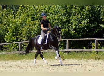Hanoverian, Gelding, 6 years, 15,1 hh, Black