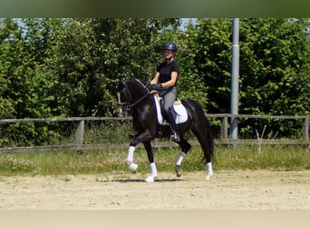 Hanoverian, Gelding, 6 years, 15,1 hh, Black