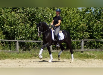 Hanoverian, Gelding, 6 years, 15,1 hh, Black