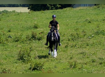 Hanoverian, Gelding, 6 years, 15,1 hh, Black