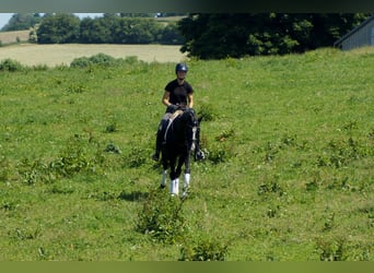 Hanoverian, Gelding, 6 years, 15,1 hh, Black