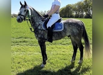 Hanoverian, Gelding, 6 years, 15,1 hh, Grey-Dapple
