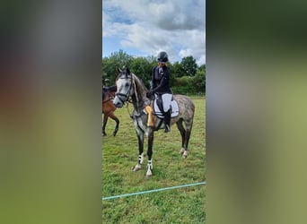 Hanoverian, Gelding, 6 years, 15,1 hh, Grey-Dapple