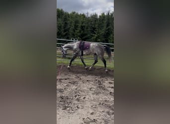 Hanoverian, Gelding, 6 years, 15,1 hh, Grey-Dapple