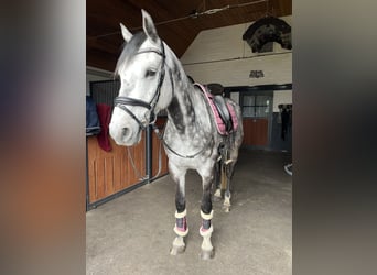 Hanoverian, Gelding, 6 years, 15,1 hh, Grey-Dapple