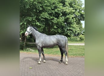 Hanoverian, Gelding, 6 years, 15,3 hh, Grey