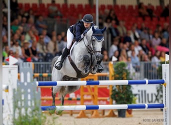 Hanoverian, Gelding, 6 years, 16.1 hh, Bay-Dark