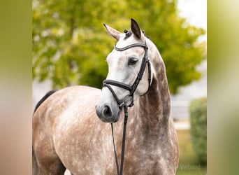 Hanoverian, Gelding, 6 years, 16.1 hh, Bay-Dark