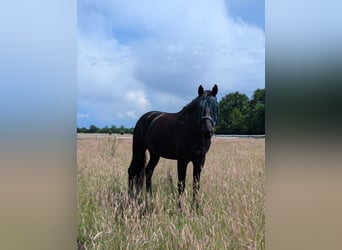 Hanoverian, Gelding, 6 years, 16.1 hh, Black