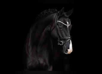Hanoverian, Gelding, 6 years, 16.1 hh, Black