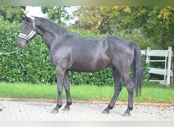 Hanoverian, Gelding, 6 years, 16.1 hh, Black
