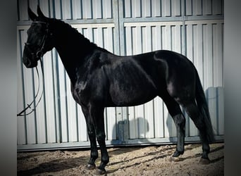 Hanoverian, Gelding, 6 years, 16,1 hh, Black