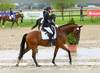 Hanoverian, Gelding, 6 years, 16,1 hh, Brown