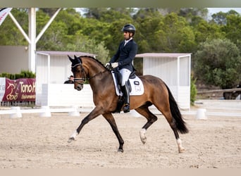 Hanoverian, Gelding, 6 years, 16.1 hh, Brown