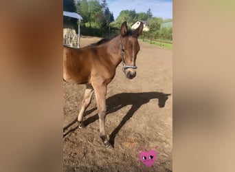 Hanoverian, Gelding, 6 years, 16.1 hh, Brown