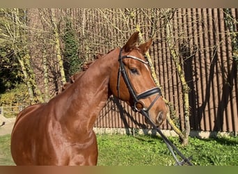 Hanoverian, Gelding, 6 years, 16,1 hh, Chestnut-Red