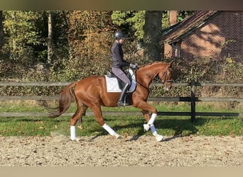 Hanoverian, Gelding, 6 years, 16,1 hh, Chestnut-Red