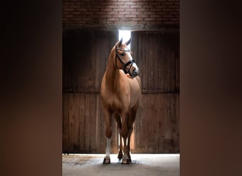 Hanoverian, Gelding, 6 years, 16,1 hh, Chestnut-Red